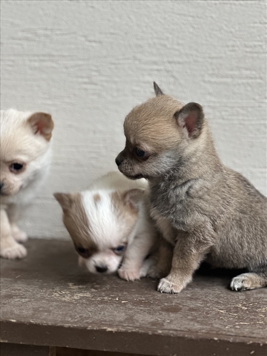 תמונה 3 ,כלבים פומרניאן   גורי פומרניאן למכירה בירכא