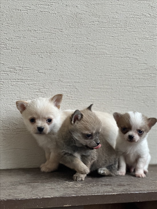 תמונה 6 ,כלבים פומרניאן   גורי פומרניאן למכירה בירכא