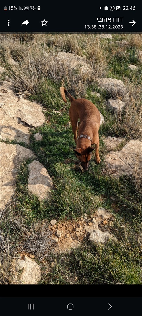 תמונה 3 ,כלבים זאב בלגי   פאני למסירה בכפר אלדד גוש עציון 