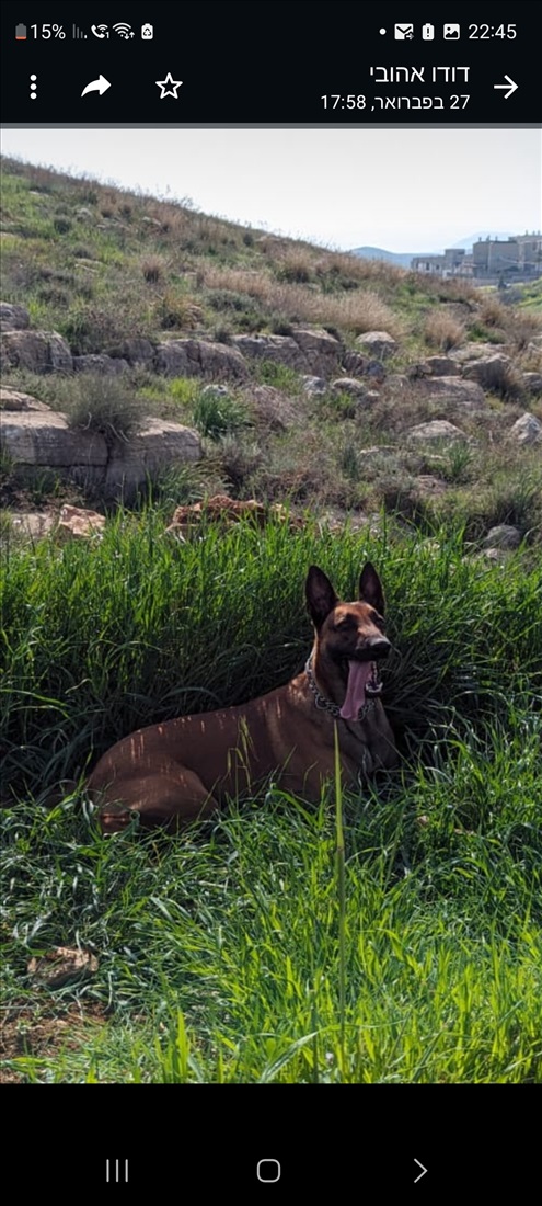 תמונה 4 ,כלבים זאב בלגי   פאני למסירה בכפר אלדד גוש עציון 