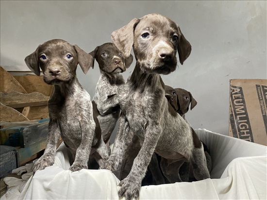תמונה 4 ,כלבים פוינטר גרמני   פוינטר גרמני למכירה בעספיא