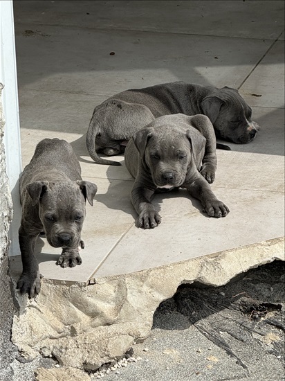 תמונה 2 ,כלבים אחר   פיטבול למכירה בטמרה
