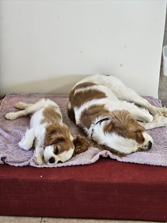 תמונה 3 ,כלבים קבליר קינג צארלס ספנייל   גורת קאבליר קינג צ'ארלס למכירה במושב יתד