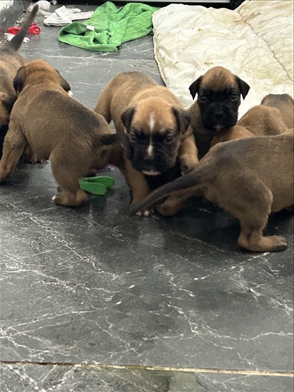 תמונה 5 ,כלבים בוקסר   בוקסר למכירה בקרית ביאליק