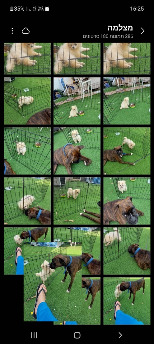 תמונה 5 ,כלבים פומרניאן   פומרניאן  למכירה בהרצליה