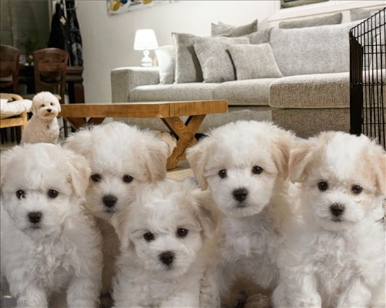 תמונה 1 ,כלבים בישון פריזה   גורי בישון פריזה מושלמים למכירה בהרצליה