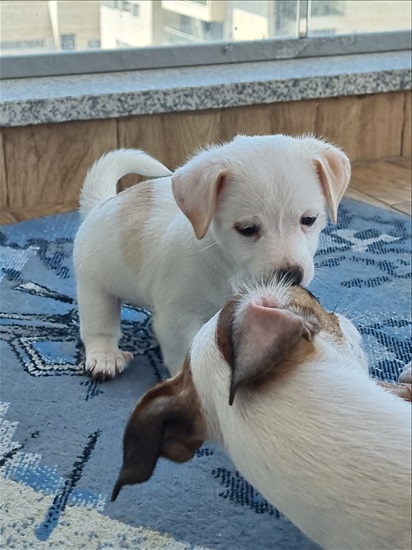 תמונה 4 ,כלבים גק ראסל טרייר   לאקי למכירה בחיפה