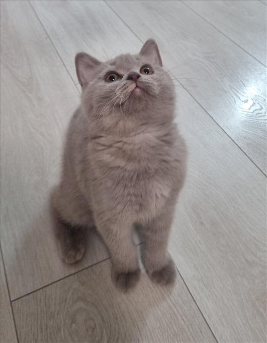 תמונה 1 ,חתולים בריטי קצר שיער   גורי בריטי  למכירה בבאר שבע