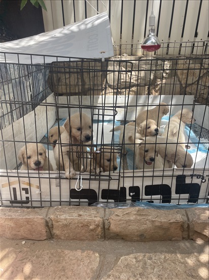 תמונה 1 ,כלבים גולדן רטריבר   גולדן רטריבר למכירה באשדוד