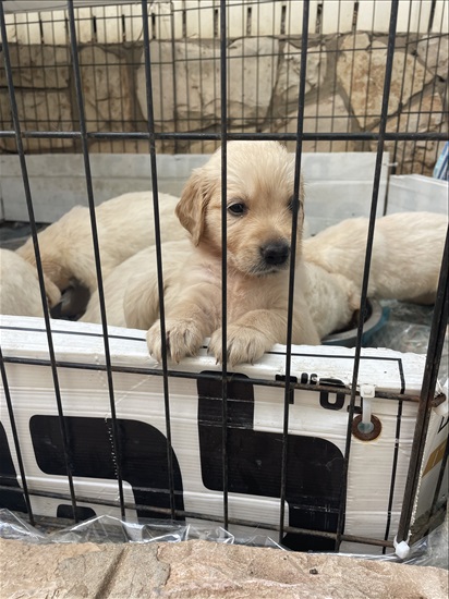תמונה 1 ,כלבים גולדן רטריבר   גולדן רטריבר למכירה באשדוד