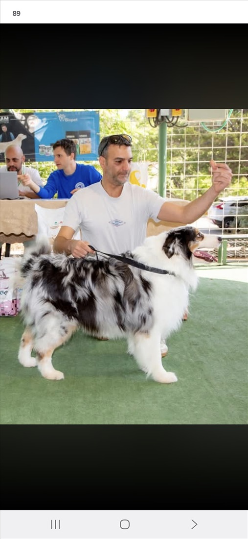 תמונה 5 ,כלבים בורדר קולי   נקבה מרל עיניים כחולות מאולפת  מעוניין לקנות באשדוד 