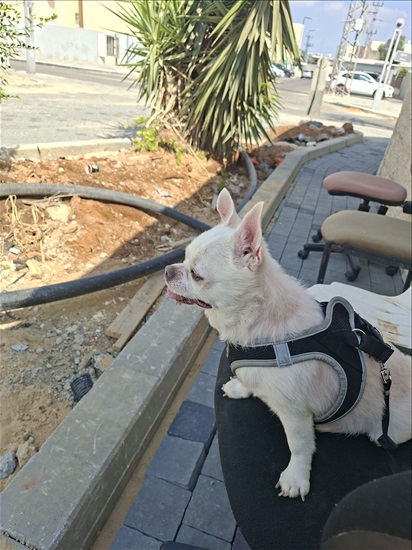 תמונה 2 ,כלבים צ`יוואווה   ציאאוואוה לבן נירכש בגרמניה למסירה באשדוד 