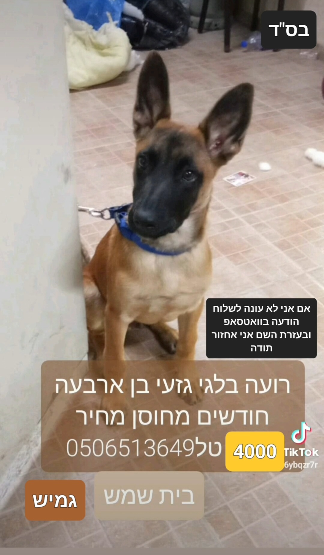 תמונה 1, כלבים | רועה בלגי   | חץ למכירה בבית שמש