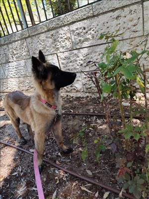 כלבים רועה בלגי תל אביב והמרכז 