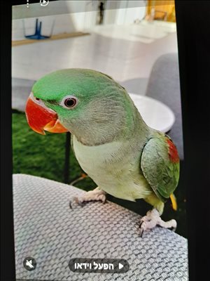 תוכים ובעלי כנף - אלכסנדרין <br>       