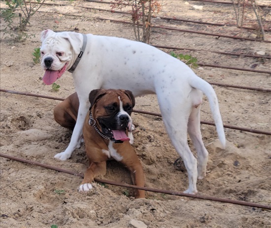 תמונה 3 ,כלבים בוקסר   סאני למכירה בחיפה