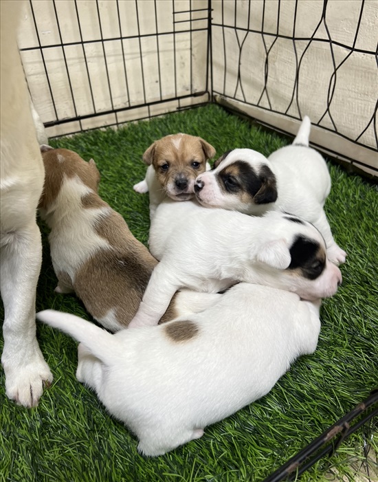 תמונה 1 ,כלבים גק ראסל טרייר   הגורים של ג׳ולי  למכירה בירכא 