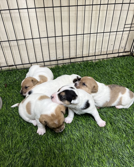 תמונה 8 ,כלבים גק ראסל טרייר   הגורים של ג׳ולי  למכירה בירכא 