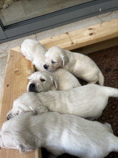 תמונה 8 ,כלבים גולדן רטריבר   Golden retriever  למכירה בחדרה