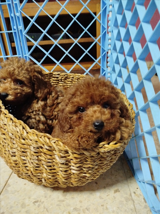 תמונה 5 ,כלבים פודל   גורים למכירה בפתח תקווה