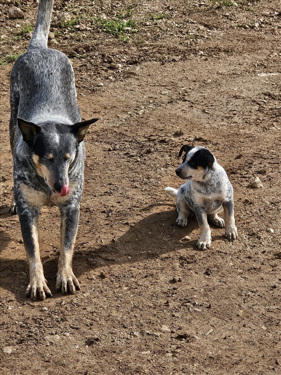 תמונה 2 ,כלבים בקר אוסטרלי   ליזה למכירה במשכיות