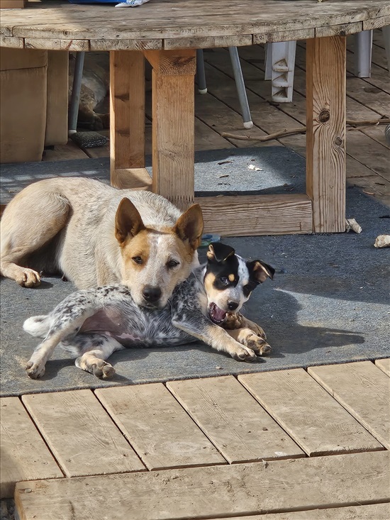 תמונה 3 ,כלבים בקר אוסטרלי   ליזה למכירה במשכיות