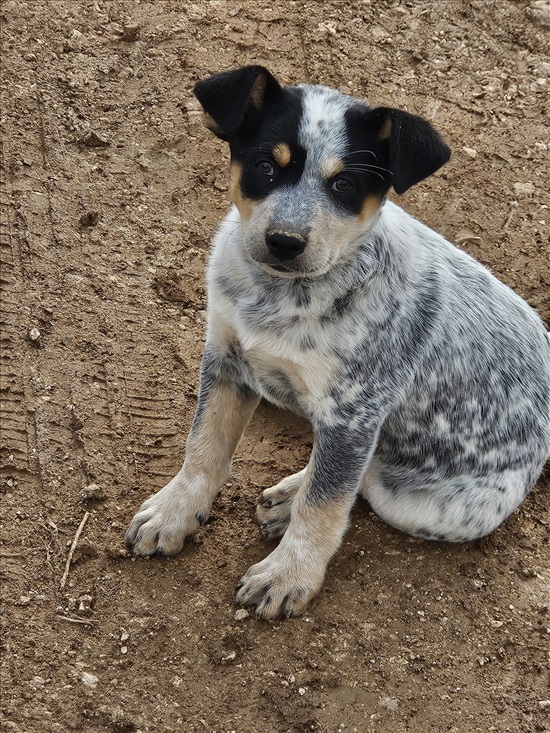 תמונה 4 ,כלבים בקר אוסטרלי   ליזה למכירה במשכיות