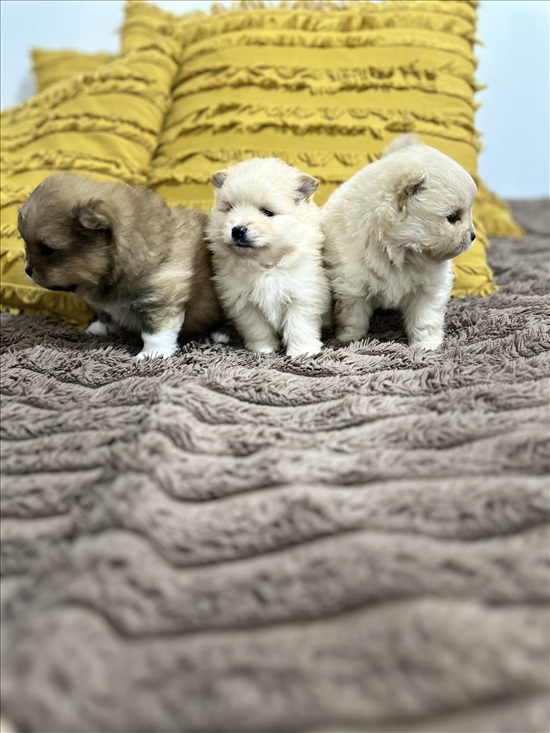תמונה 2 ,כלבים פומרניאן   פומרניין טדי בר למכירה בקרית עקרון