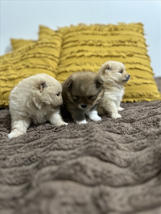 תמונה 3 ,כלבים פומרניאן   פומרניין טדי בר למכירה בקרית עקרון