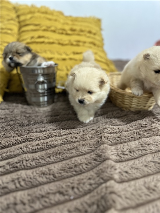 תמונה 4 ,כלבים פומרניאן   פומרניין טדי בר למכירה בקרית עקרון