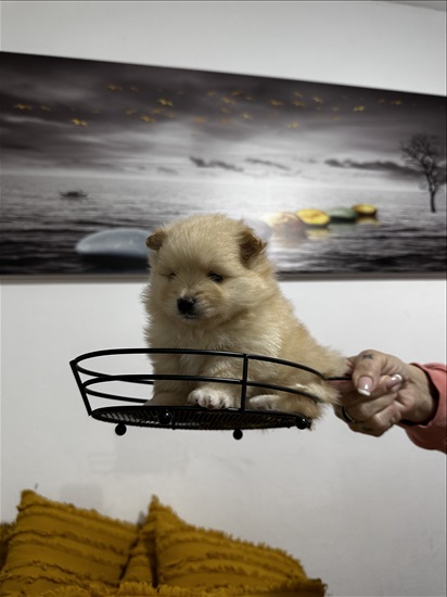 תמונה 8 ,כלבים פומרניאן   פומרניין טדי בר למכירה בקרית עקרון