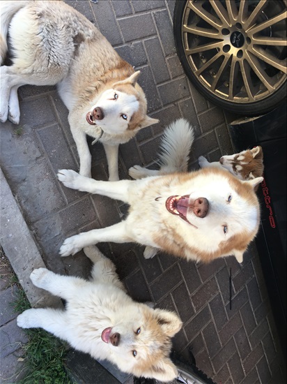 תמונה 1 ,כלבים האסקי סיביר   פונצ למכירה בקרית מלאכי