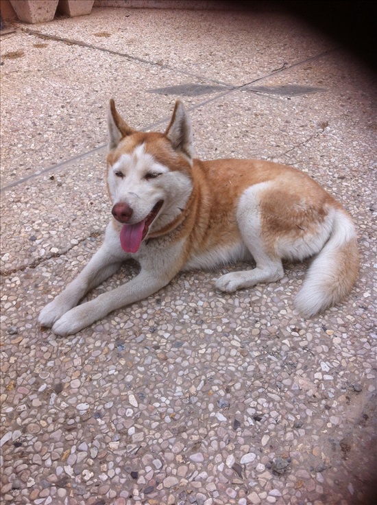 תמונה 2 ,כלבים האסקי סיביר   פונצ למכירה בקרית מלאכי