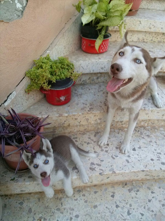 תמונה 3 ,כלבים האסקי סיביר   פונצ למכירה בקרית מלאכי