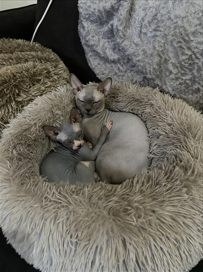תמונה 1 ,חתולים ספינקס   מיילו ומיילי למכירה בחדרה