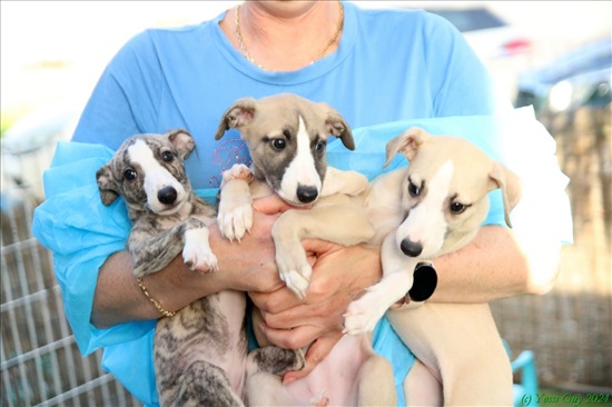 תמונה 1 ,כלבים וויפט   גורים מתוקים למכירה בעפולה