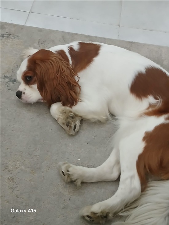 תמונה 1 ,כלבים קבליר קינג צארלס ספנייל   לואיי למכירה בתל אביב