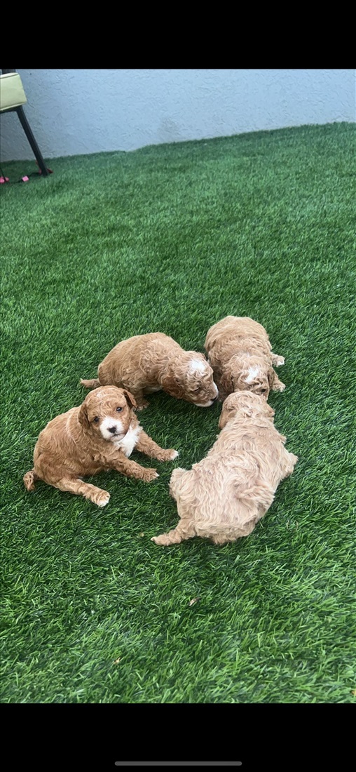 תמונה 2 ,כלבים פודל   פודל טוי למכירה בבית שאן