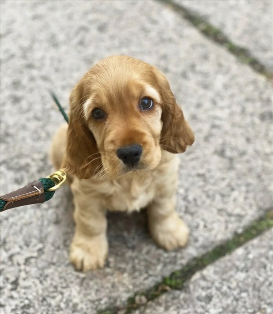 תמונה 2 ,כלבים קוקר ספנייל   שאנל למכירה בפתח תקווה