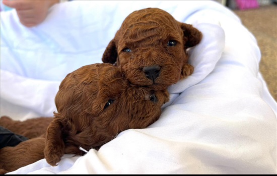 תמונה 4 ,כלבים פודל   פודל טוי  למכירה בטבריה 