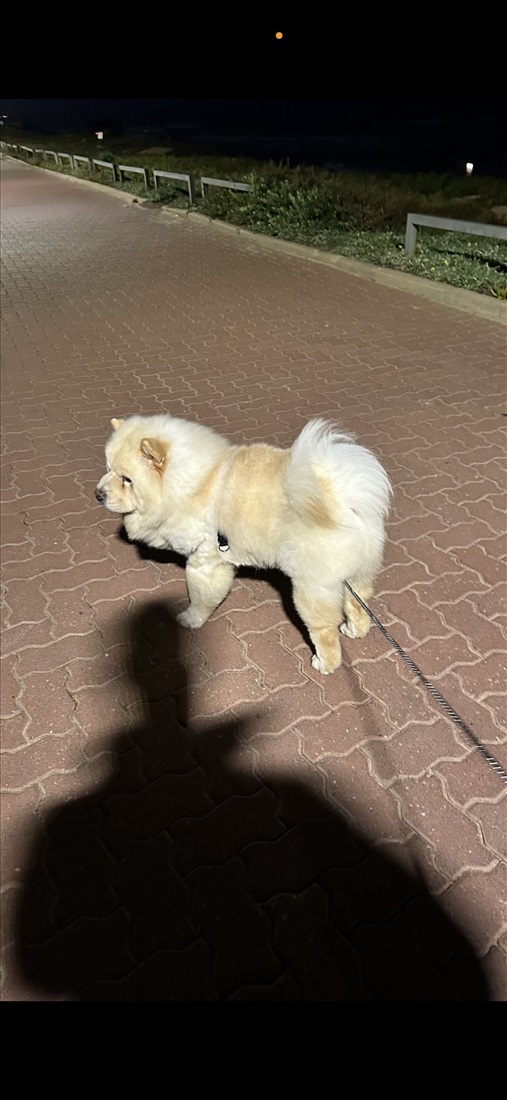 תמונה 1 ,כלבים צ`או צ`או   צאו צאו  למכירה בתל אביב