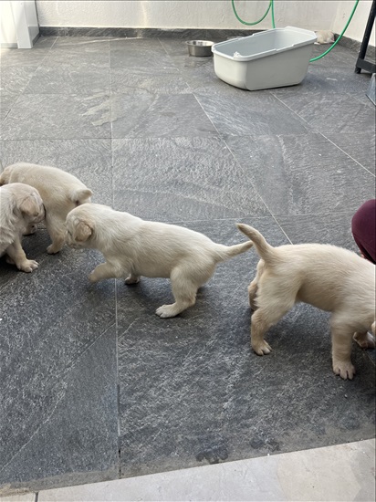 תמונה 5 ,כלבים לברדור רטריבר   לברדור למכירה באשקלון