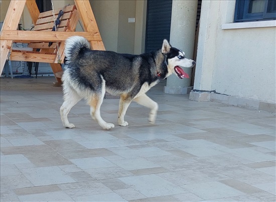 תמונה 3 ,כלבים האסקי סיביר   קאיה למכירה בטירה