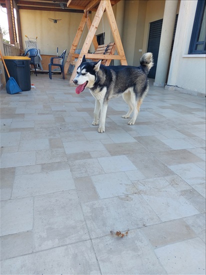 תמונה 5 ,כלבים האסקי סיביר   קאיה למכירה בטירה