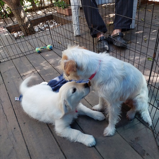 תמונה 2 ,כלבים גולדן רטריבר   לונה למכירה בתל אביב
