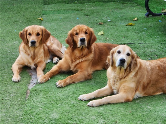 תמונה 2 ,כלבים גולדן רטריבר   גורי גולדן רטריבר למכירה בנשר