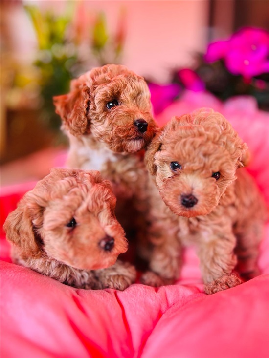תמונה 1 ,כלבים פודל   פודל טוי למכירה בבאר שבע 