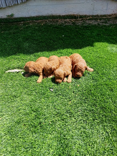 תמונה 3 ,כלבים פודל   פודל  למכירה בבית שמש