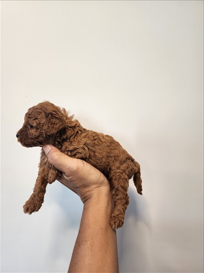 תמונה 2 ,כלבים פודל   ננסי למכירה ביוקנעם עילית