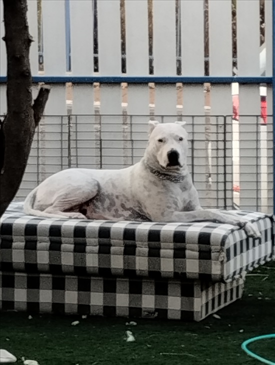 תמונה 1 ,כלבים אחר   דוגו ארגנטינו למכירה בעפולה